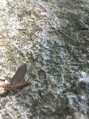 Thraulodes