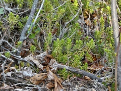 Empetreae