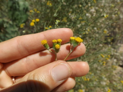 Senecio angustifolius