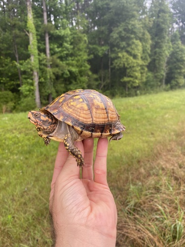 Three-toed Box Turtle, Mississippi, US, photo 9 of 10