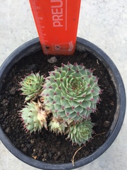 Sempervivum