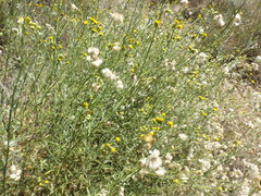 Senecio angustifolius