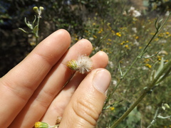 Senecio angustifolius