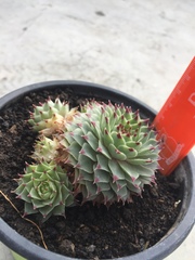 Sempervivum