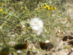 Senecio angustifolius