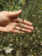 Senecio angustifolius