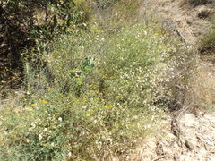 Senecio angustifolius