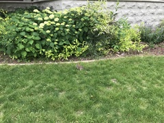 Sylvilagus floridanus