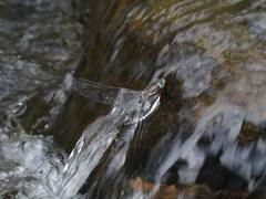 Notoaeschna sagittata