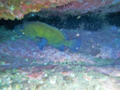 Acanthistius ocellatus