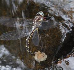 Notoaeschna sagittata