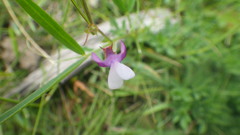 Vicia bithynica