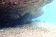 Acanthistius ocellatus