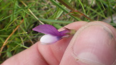 Vicia bithynica