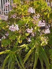 Geraniaceae