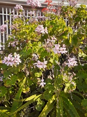 Geraniaceae