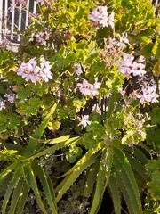Geraniaceae