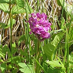 Dactylorhiza purpurella