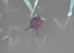 Hypopachus guancasco