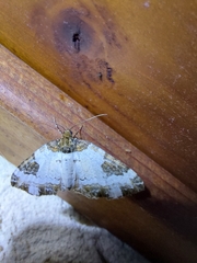 Melanthia procellata