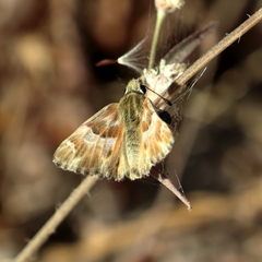 Carcharodina