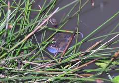 Hypopachus guancasco