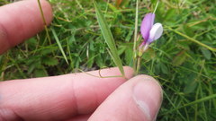Vicia bithynica