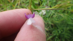 Vicia bithynica