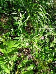 Epilobium duriaei