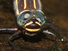 Notoaeschna sagittata