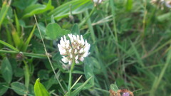 Trifolium repens repens