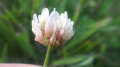 Trifolium repens repens