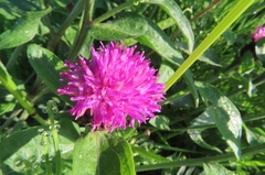Centaurea debeauxii