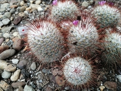 Mammillaria bombycina