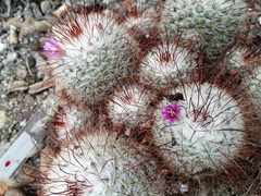 Mammillaria bombycina
