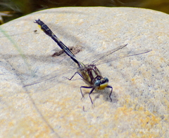 Phanogomphus borealis