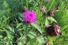 Centaurea debeauxii