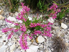 Erica lateralis