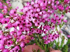Erica lateralis