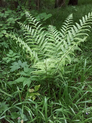 Dryopteris filix-mas