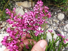 Erica lateralis