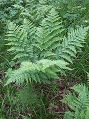 Dryopteris carthusiana