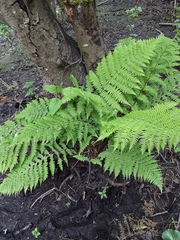 Athyrium filix-femina