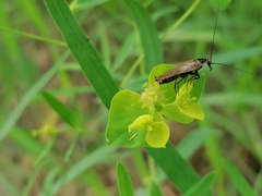 Ectobius erythronotus