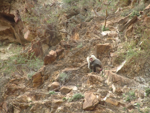 Hamadryas Baboon