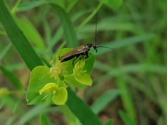 Ectobius erythronotus