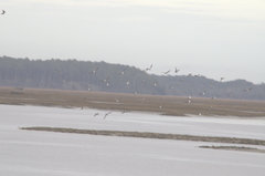 Calidris alpina