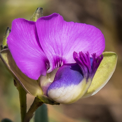 Polygala rehmannii
