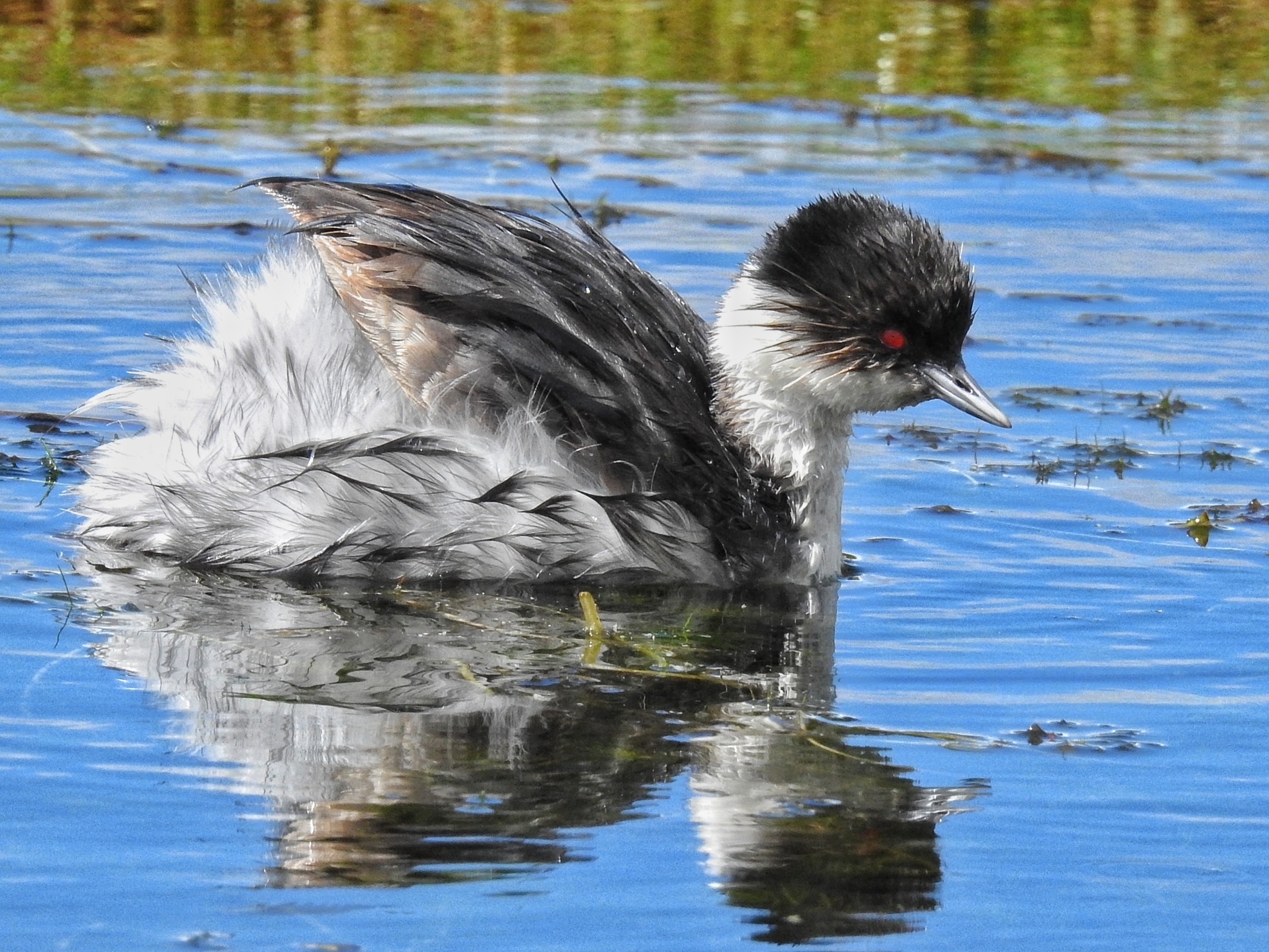 Silvery Grebe illustration