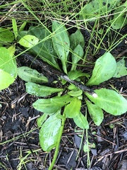 Erigeron vernus